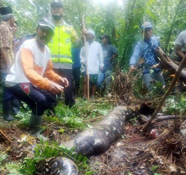 Akıllara durgunluk veren olay! Endonezyalı kadın, 6 metrelik pitonun midesinde çıktı - Resim: 0