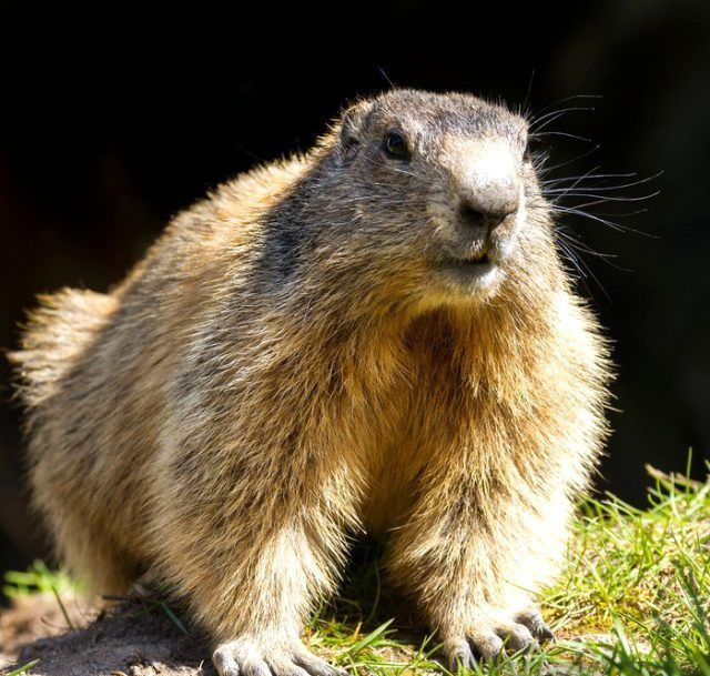 Moğolistan'da dağ sıçanı yiyen kadın yeni salgın başlattı! 24 saatte öldürüyor - Resim: 2