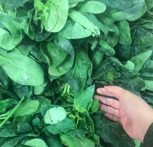 Zehirli ıspanağı kaynağı belli oldu! Tarlaya giden oda başkanı şeytan otu buldu - Resim: 1