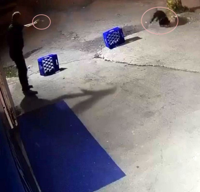 Sakarya’da dehşete düşüren görüntüler! Ağaca bağlı köpeğe bir şarjör mermi boşalttı: Nedeni ise... - Resim: 2