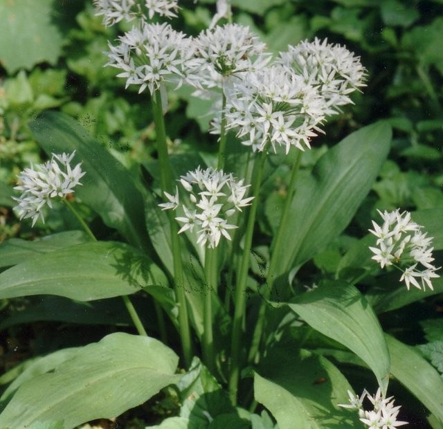 Burçlara göre şifalı bitkiler de varmış! Buyrun... - Resim: 3