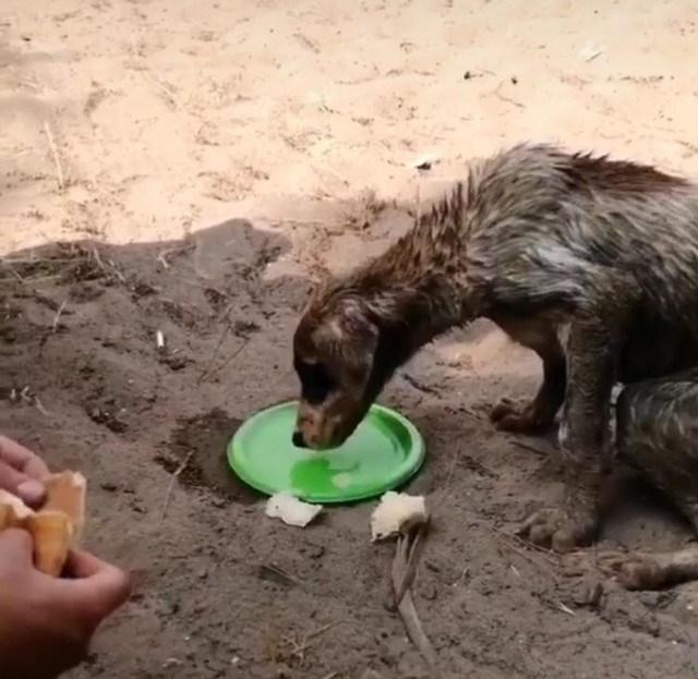 Antalya'da çuval içinde biri ölü iki köpek bulundu - Resim: 0