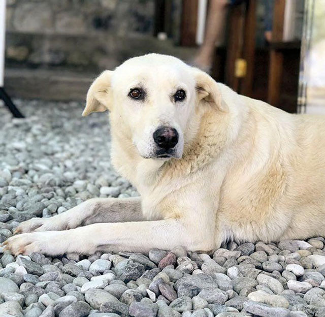 Tanem Sivar'dan şok sözler: Komşum evimize ateş etti - Resim: 3