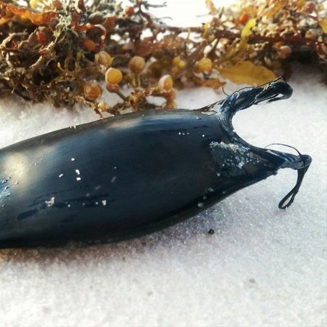 Plajda bulduğu şeyin ne olduğunu öğrendi şoke oldu! - Resim: 2