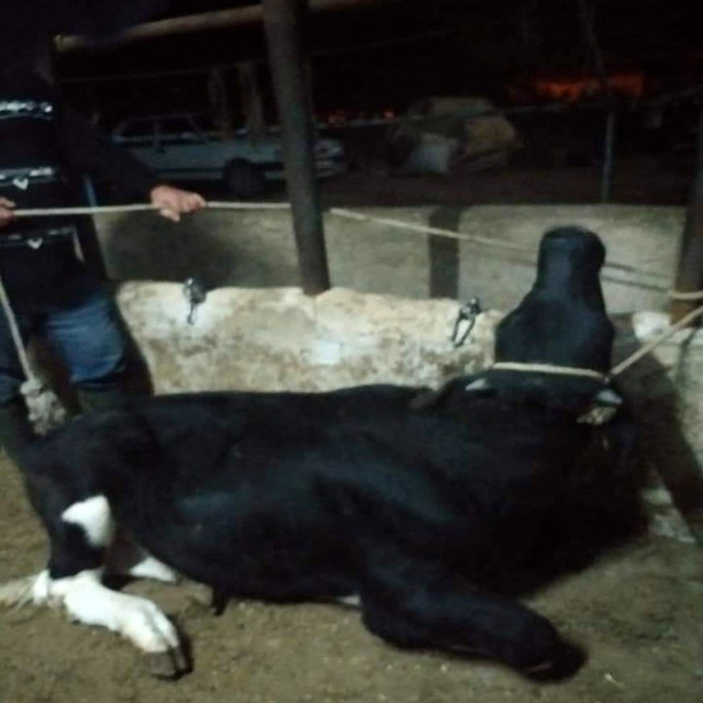 Denizli Bekilli'de kuduz karantinası - Resim: 0