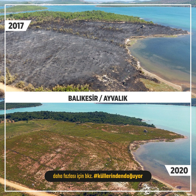 Balıkesir Ayvalık ve Muğla Marmaris'te yanan ormanlar yeniden yeşile döndü - Resim: 0