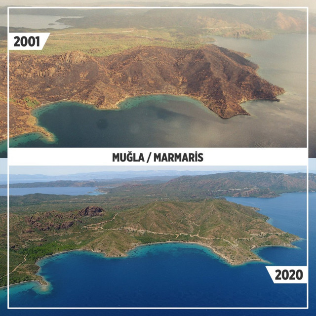 Balıkesir Ayvalık ve Muğla Marmaris'te yanan ormanlar yeniden yeşile döndü - Resim: 1