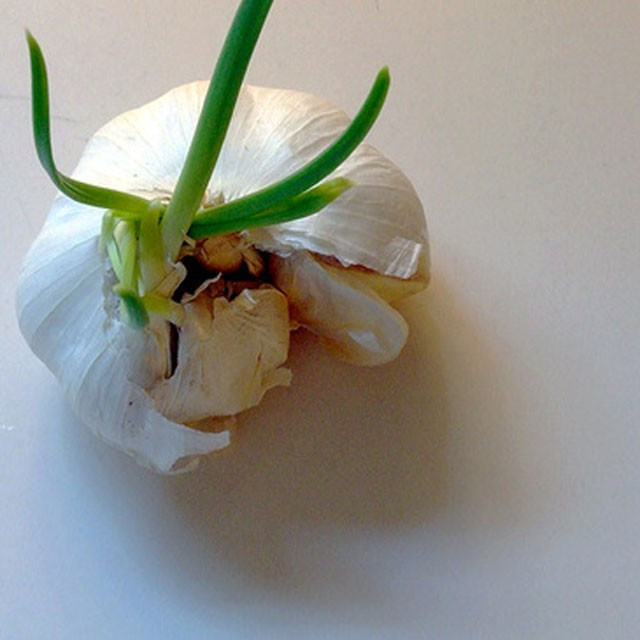 Filizlenen sarımsağı yiyorsanız... - Resim: 4