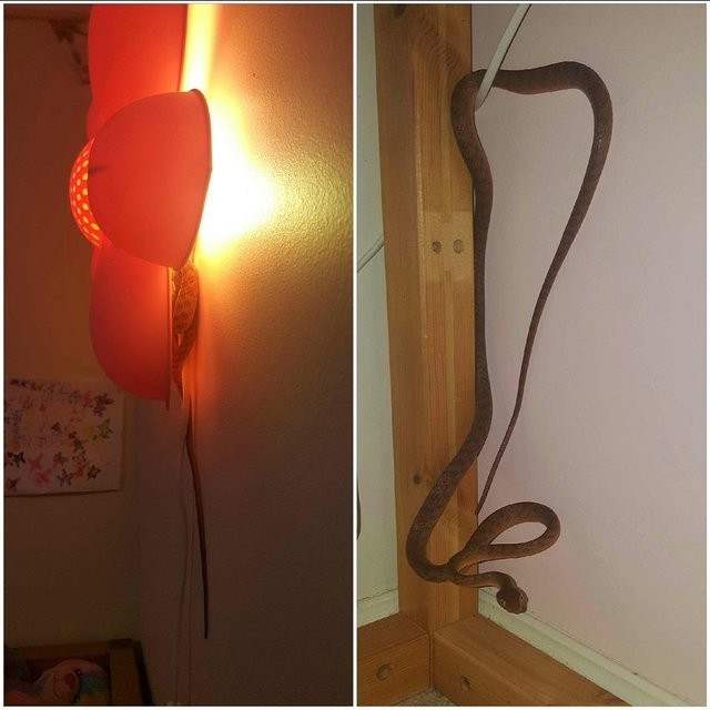 Sosyal medya bu cengaver çocuğu konuşuyor! Yılanları elleriyle... - Resim: 2