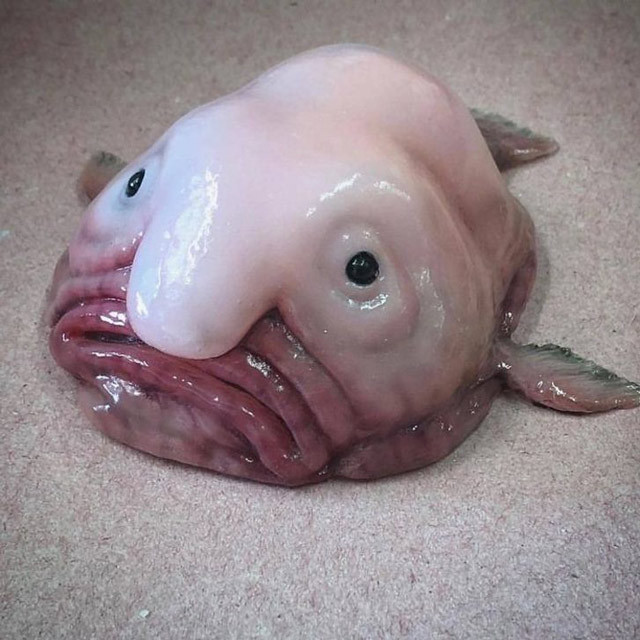 Derin denizin bilinmeyen vahşi yüzleri - Resim: 1