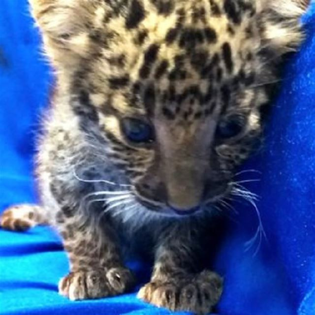 Tayland'da yolcunun valizinden leopar çıktı herkes şoke oldu! - Resim: 2