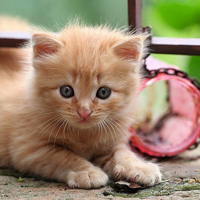 İslam'da kedinin yeri - Resim: 2