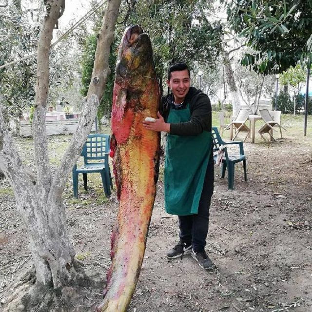 Görenleri şoke etti! Bursa'da yakaladılar! Ağaca asıp... - Resim: 1