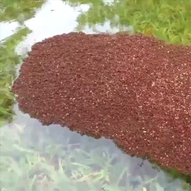 Karıncaların kaçışını gören şoke oluyor! Akıl sır ermez - Resim: 4