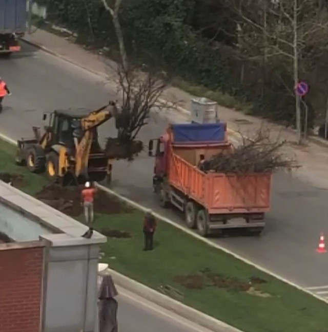 İBB Ataşehir'deki ağaçları söktü halk tepki gösterdi - Resim: 0