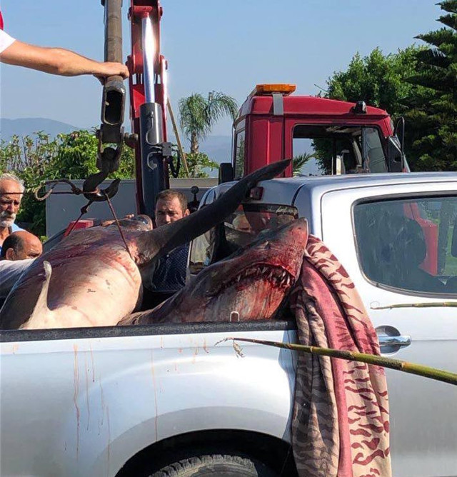 Muğla Fethiye'de 400'er kiloluk 2 köpek balığı yakalandı - Resim: 0