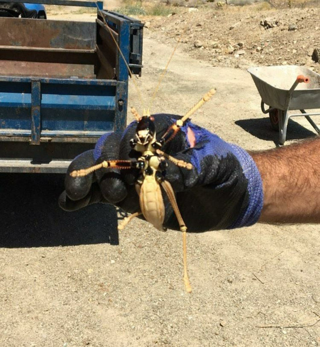 Elazığ'da ortaya çıktı etçil çekirge büyüklüğüyle dikkat çekti - Resim: 1