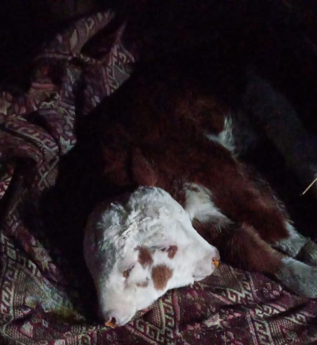  Çift başlı doğan buzağı görenleri hayrete düşürdü - Resim: 0