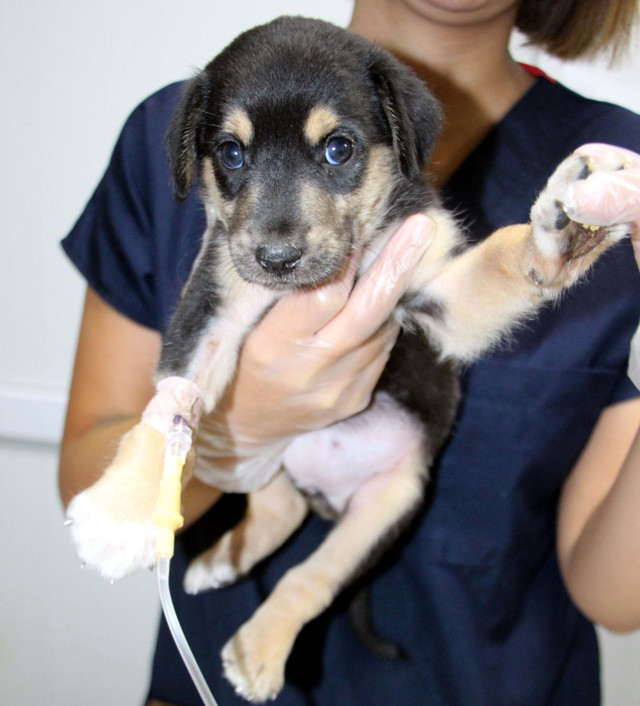 Tiner dökülerek yakılmak istendi! Hayvanseverler kurtardı - Resim: 0