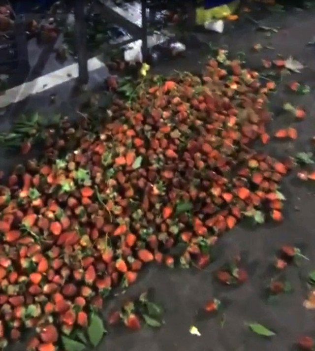 Antalya'da kilolarca çileği 'satılmadı' diye döken esnafa tepki yağdı - Resim: 0