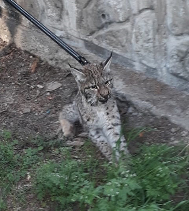 Ankara'da cami bahçesinde vaşak yakalandı! Oraya nasıl geldi? - Resim: 1