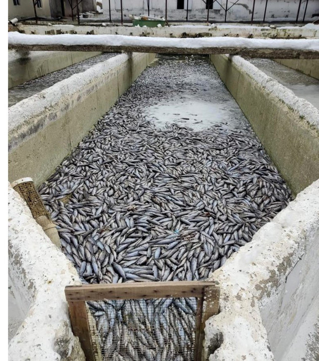 54 ülkeye ihracat yapılan tesiste toplu balık ölümleri! Üretim 7 milyon ton azalacak - Resim: 1