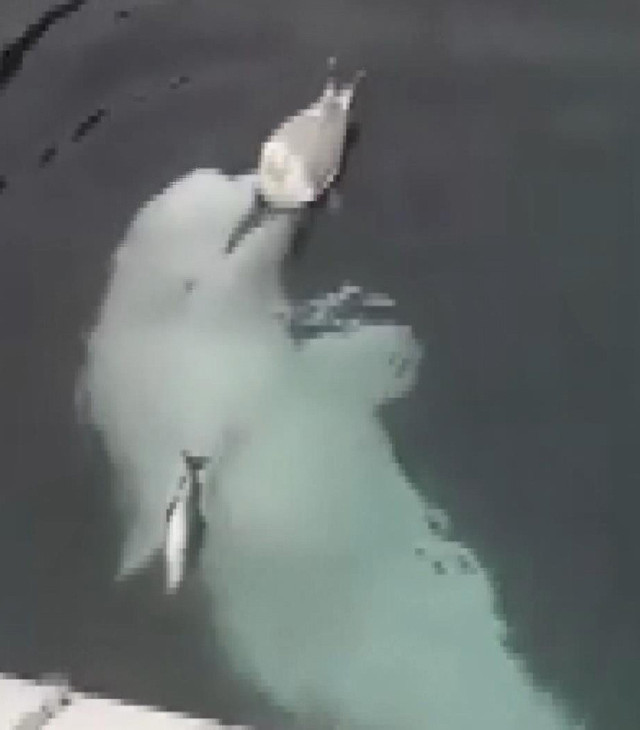 Norveç'te görüntülenen balina balığı bıraktı martı ile oynadı... - Resim: 0