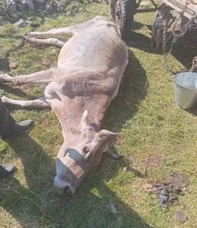 Şap nedeniyle hayvan ölümleri arttı! Vatandaşlar çaresizce izliyorlar... - Resim: 1