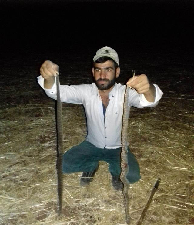 Köyü istila ettiler! İnsanlara ve koyunlara saldırıyorlar - Resim: 2