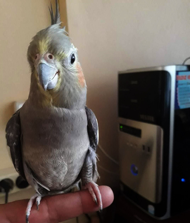 Gaziantep'de 5 yıl beslediği kafesinden kaçan papağınını arıyor! - Resim: 2