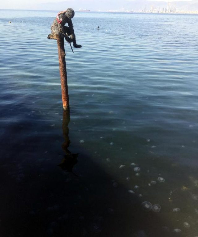 İzmit'te dehşete düşüren görüntü: Denizi  ve sahili istila ettiler  - Resim: 3