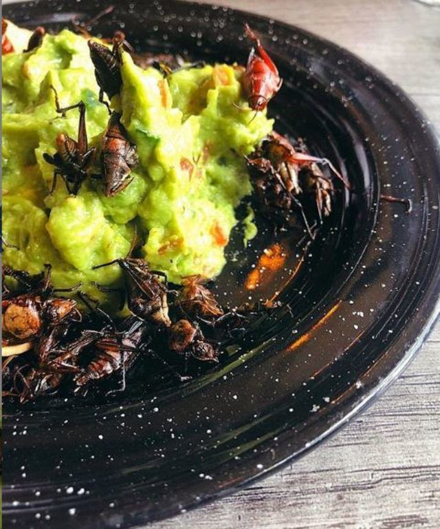 Eda Taşpınar afiyetle bir tabak dolusu çekirge yedi timsah eti de yemişti - Resim: 3