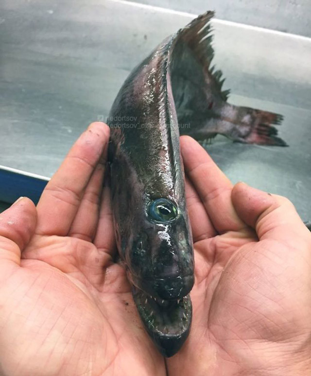 Derin denizin bilinmeyen vahşi yüzleri - Resim: 4