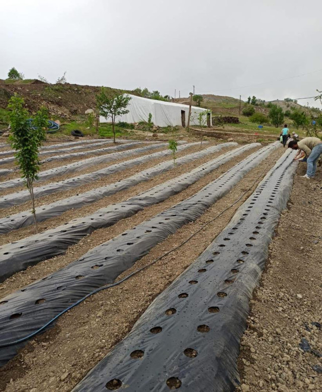 İçişleri Bakanı Süleyman Soylu paylaştı Hanke dağı eteklerinde üretiliyor - Resim: 2