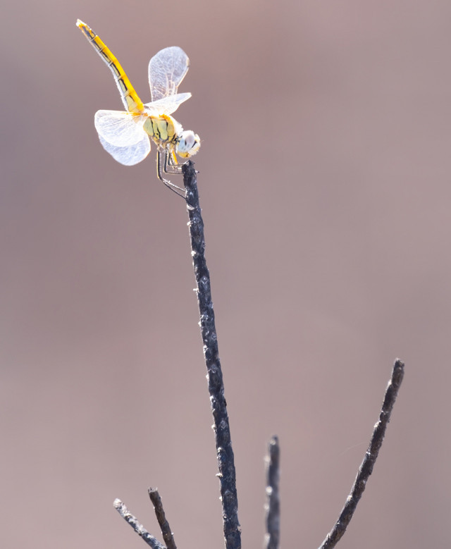 Antalya Manavgat'ta yanan ormanda ilk bitkiler filizlendi - Resim: 0