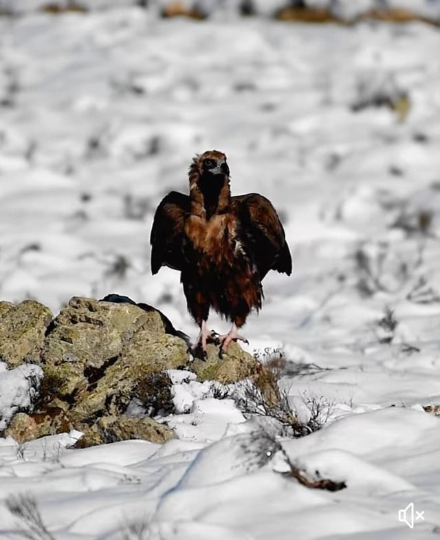 Afyonkarahisar'da görüntülenen kara akbabaya yoğun ilgi var - Resim: 0