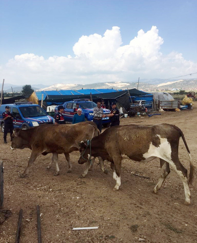 Burdur'da kaybolan 4 inek drone yardımıyla bulundu - Resim: 2