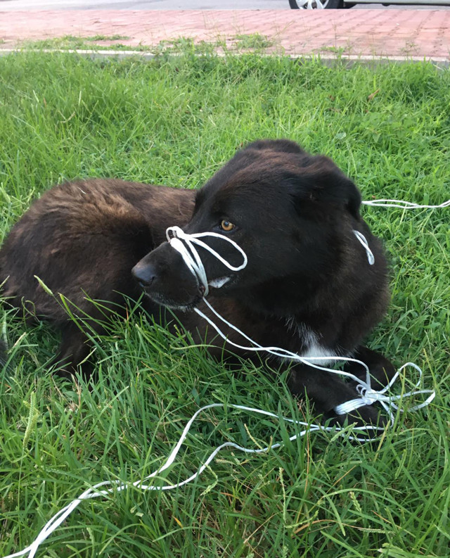 Antalya'da köpeğin ayağını ve ağzını bağlayıp ölüme terk ettiler - Resim: 0