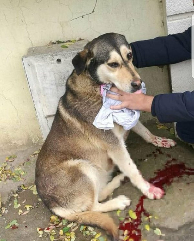 Tuzla'da sokak kedilerini kesip yiyen kadın gözaltına alındı! "Kedi yemek helaldir" fetvası verdi - Resim: 2