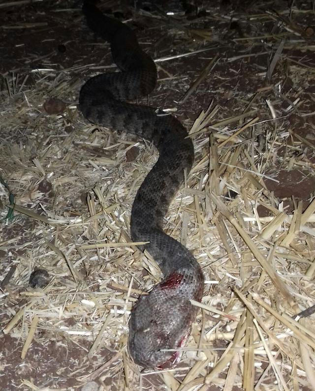 Köyü istila ettiler! İnsanlara ve koyunlara saldırıyorlar - Resim: 3