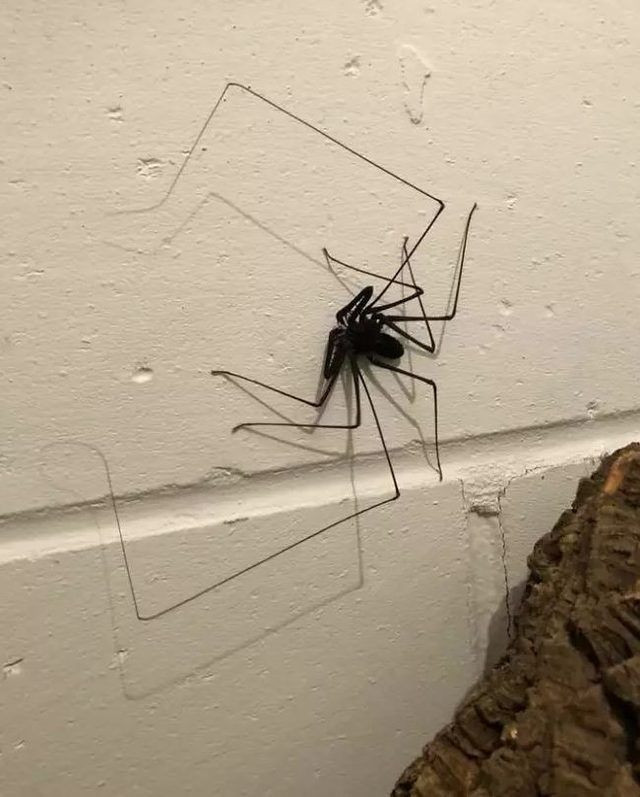 Yok böyle tuvalet! Duvarlarına öyle bir şey yaptı ki - Resim: 2