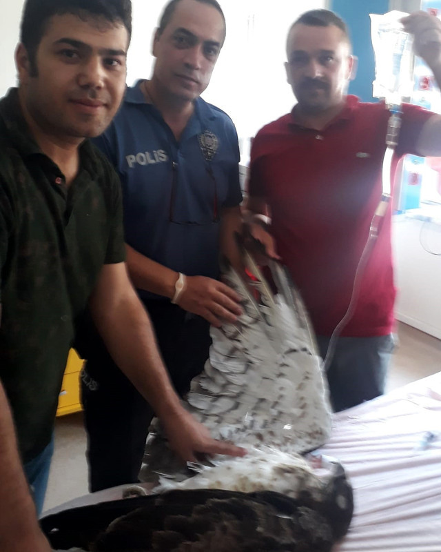 Adana'da vurulmuş olarak bulundu! Emniyetin maskotu oldu - Resim: 0