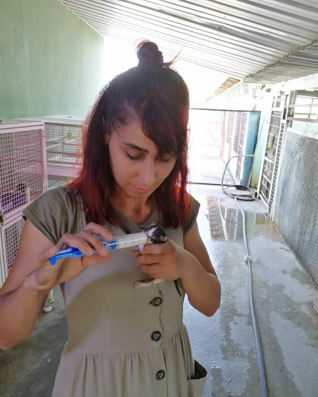 Mersin'de ağzı kapalı poşetten yavru kedi çıktı - Resim: 0