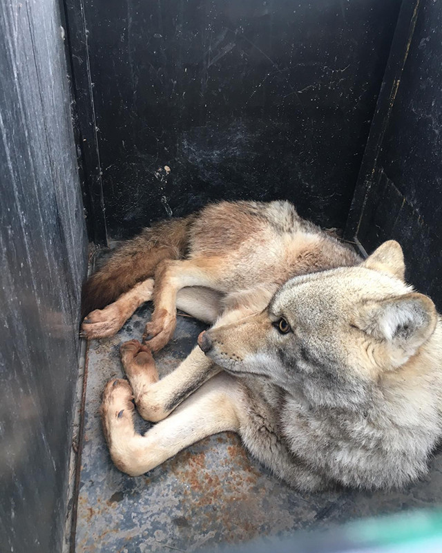 Köylüler fark etti ama korkudan yaklaşamadı! - Resim: 4