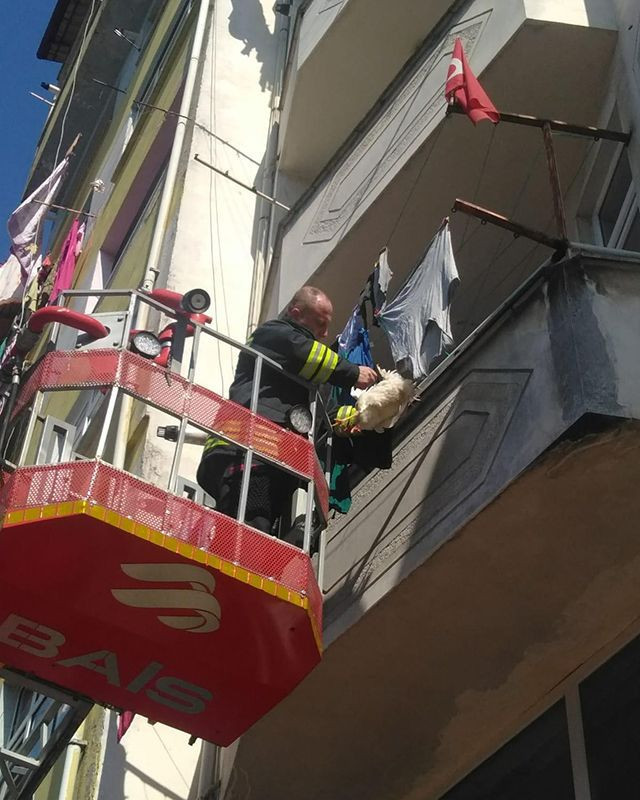Rize itfaiyesinden tavuk kurtarma operasyonu - Resim: 3