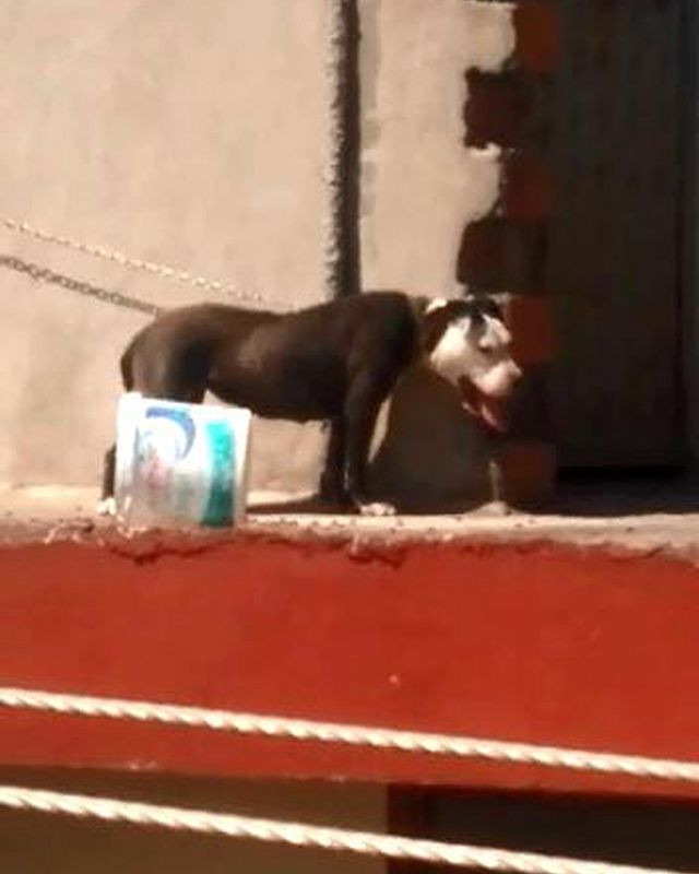 Köpeği sıcaktan öldü! Sahibine 7 bin 802 lira ceza kesildi - Resim: 2