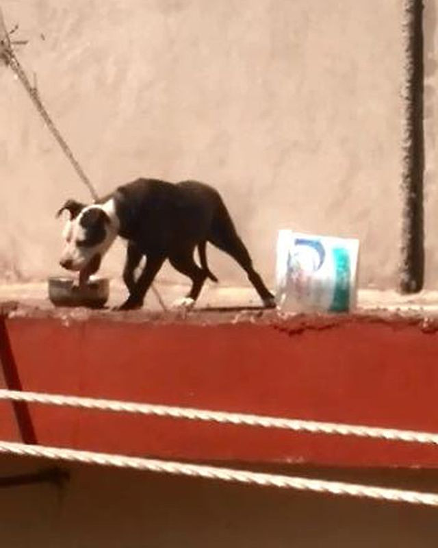 Köpeği sıcaktan öldü! Sahibine 7 bin 802 lira ceza kesildi - Resim: 3