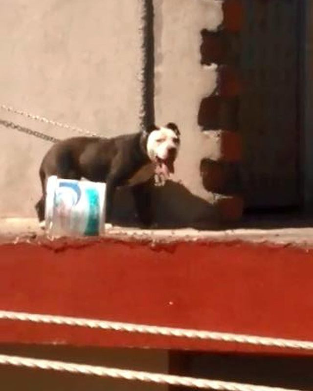 Köpeği sıcaktan öldü! Sahibine 7 bin 802 lira ceza kesildi - Resim: 1