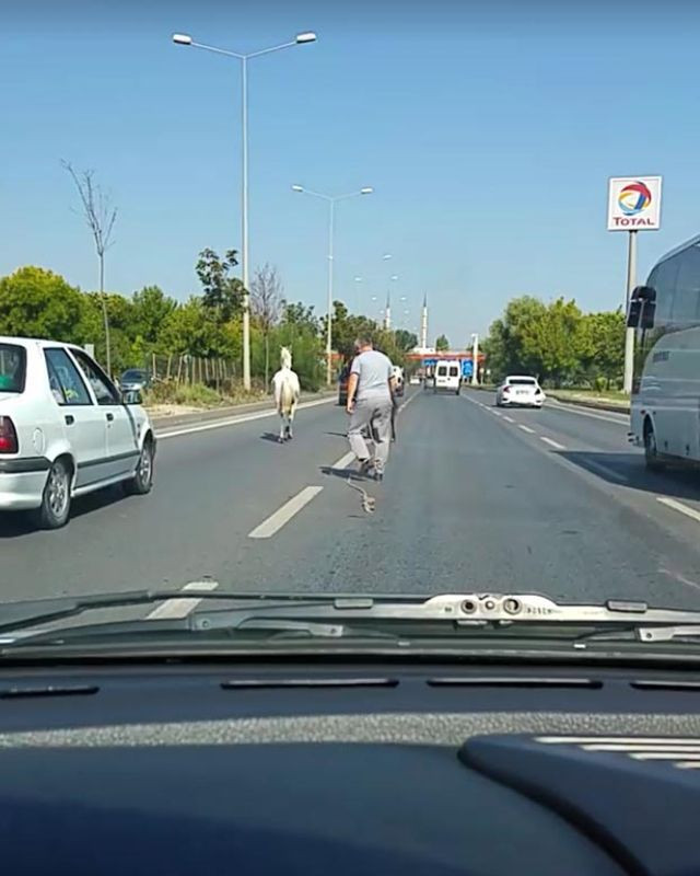 Eskişehir'de otomobilin çarptığı başıboş iki at telef oldu - Resim: 2