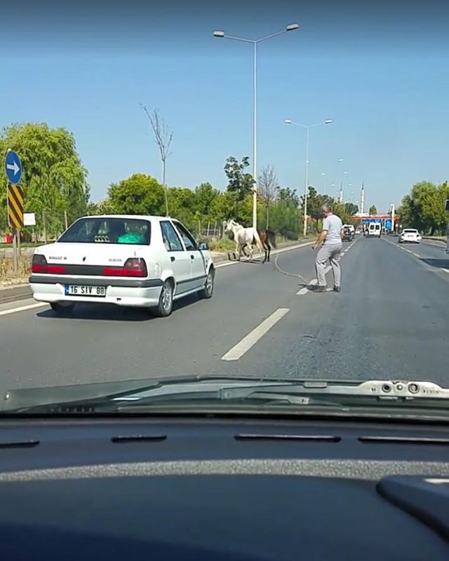 Eskişehir'de otomobilin çarptığı başıboş iki at telef oldu - Resim: 3